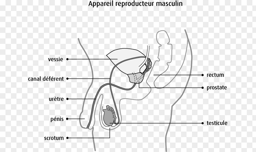 Prostate Testicle Male Reproductive System Scrotum Massage PNG