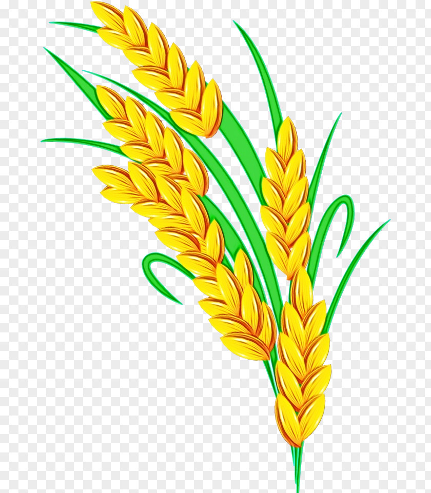 Millet Whole Grain Drawing Of Family PNG