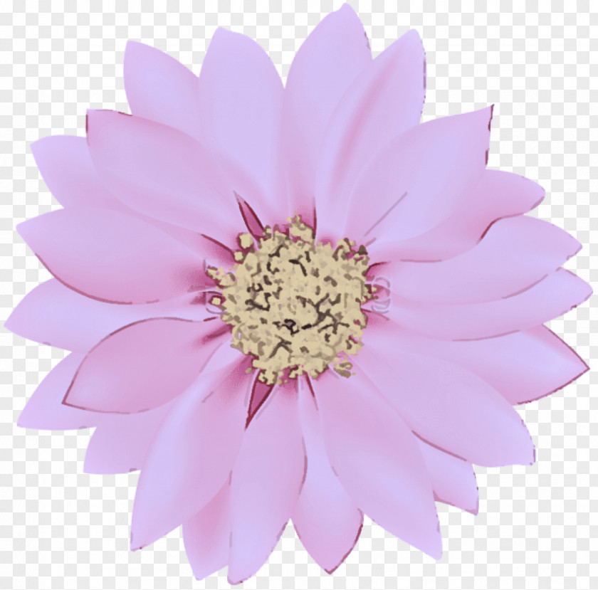 Aster Daisy Family Pink Petal Flower Gerbera Plant PNG