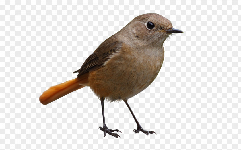 Birds Bird Wren European Robin Reptile PNG