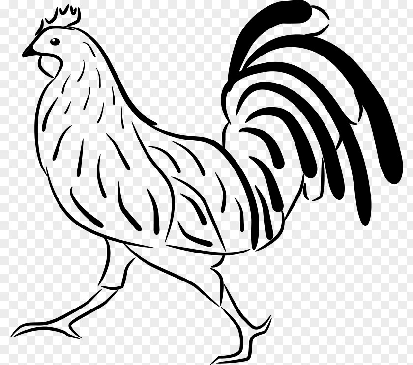 Rooster Vector Rhode Island Red Cochin Chicken Brahma Silkie Leghorn PNG