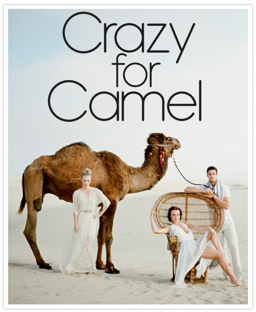 Camel Wedding Photography Photographer Marriage PNG