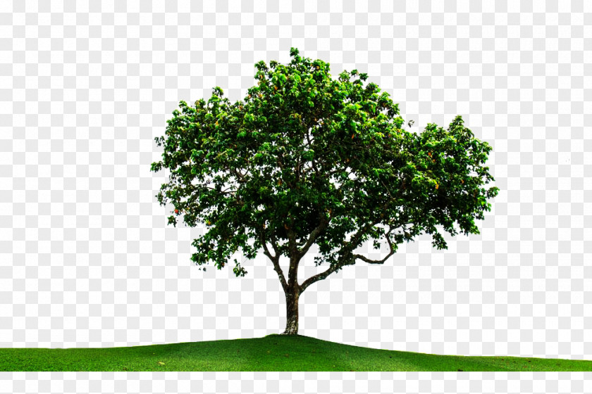 Eucalyptus And Grassland Picture Material Tree PNG