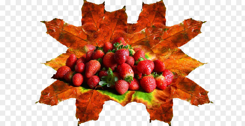 Freshle Strawberry Leaves Aedmaasikas Auglis Food Image Resolution PNG