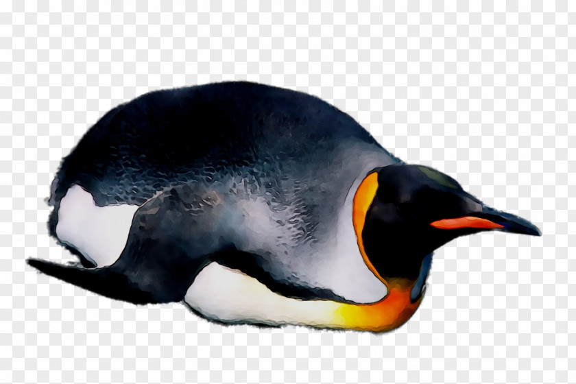 King Penguin Beak PNG