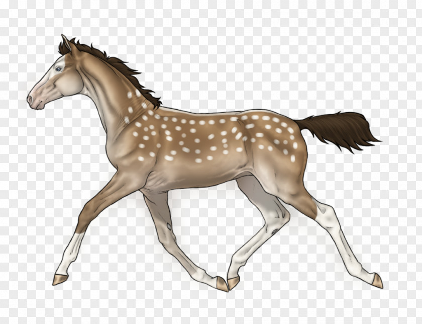 Mustang Foal Colt Stallion Mare PNG