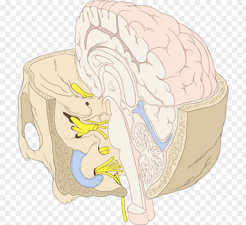 Nervous System Cranial Nerves Brainstem Base Of Skull PNG