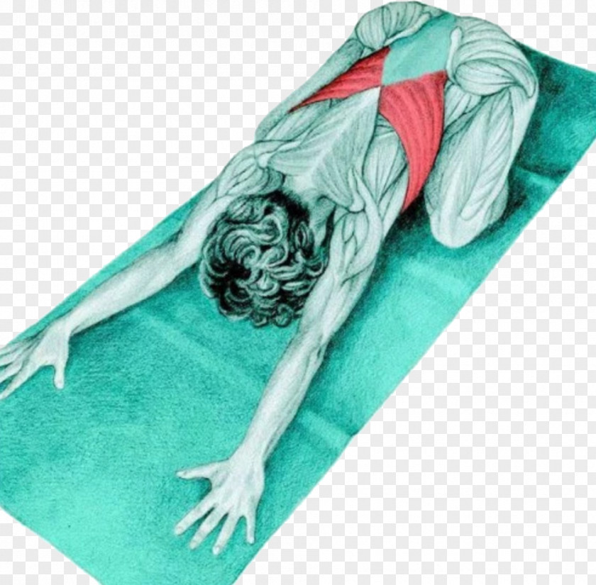 Yoga Anatomy Bālāsana Stretching Supta Virasana Latissimus Dorsi Muscle PNG