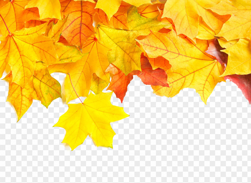 Autumn Leaves PNG