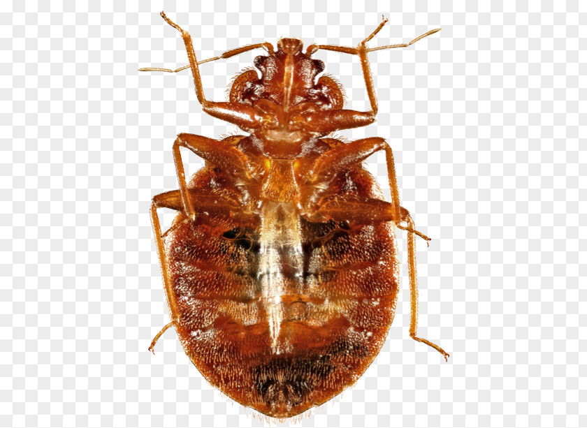 Bed Bug Beetle True Bugs K2 Insect Wing Close-up PNG