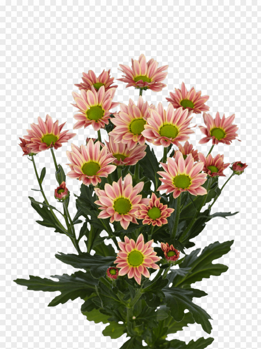 Chrysanthemum Cut Flowers Limonium Royal Van Zanten Floral Design PNG