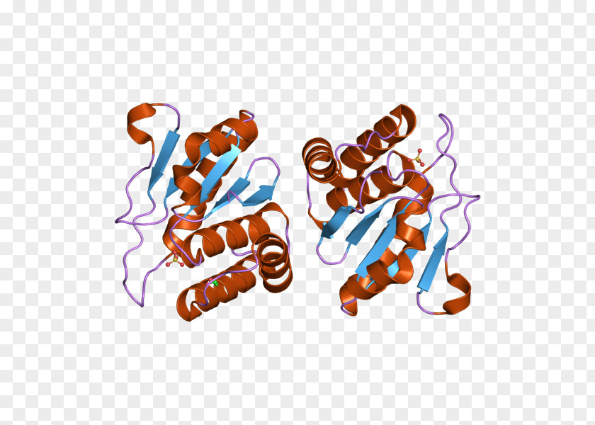 Dual-specificity Phosphatase DUSP10 Protein MAPK PNG