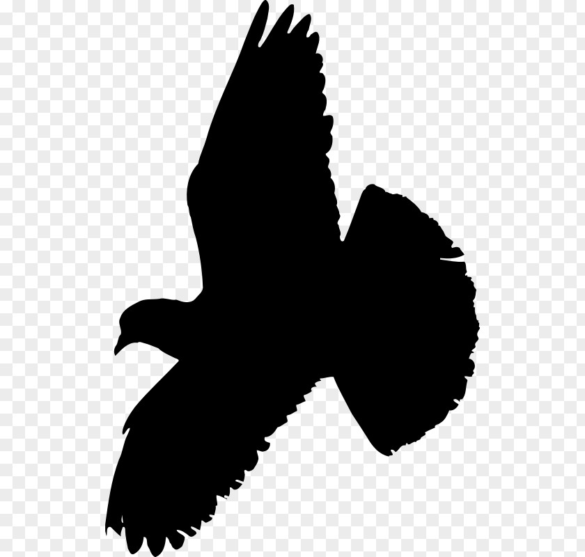 Pigeon Vector Columbidae Indian Fantail Bird Homing PNG