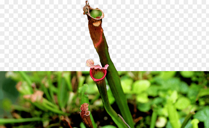 Singapore Orchid Leaf Grasses Plant Stem Carnivorous Bud PNG