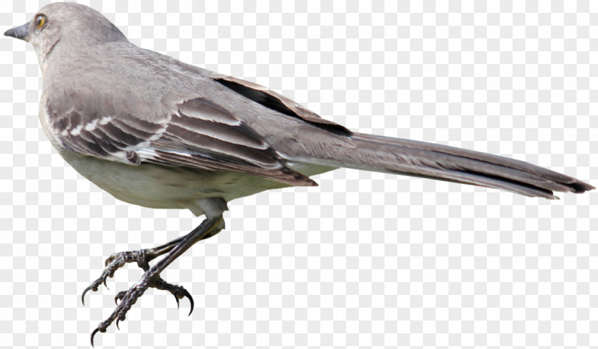Bird Mockingbird PNG