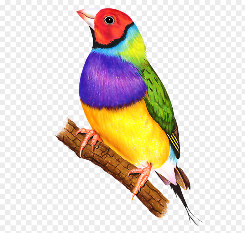 Bird Zebra Finch Beak Clip Art PNG