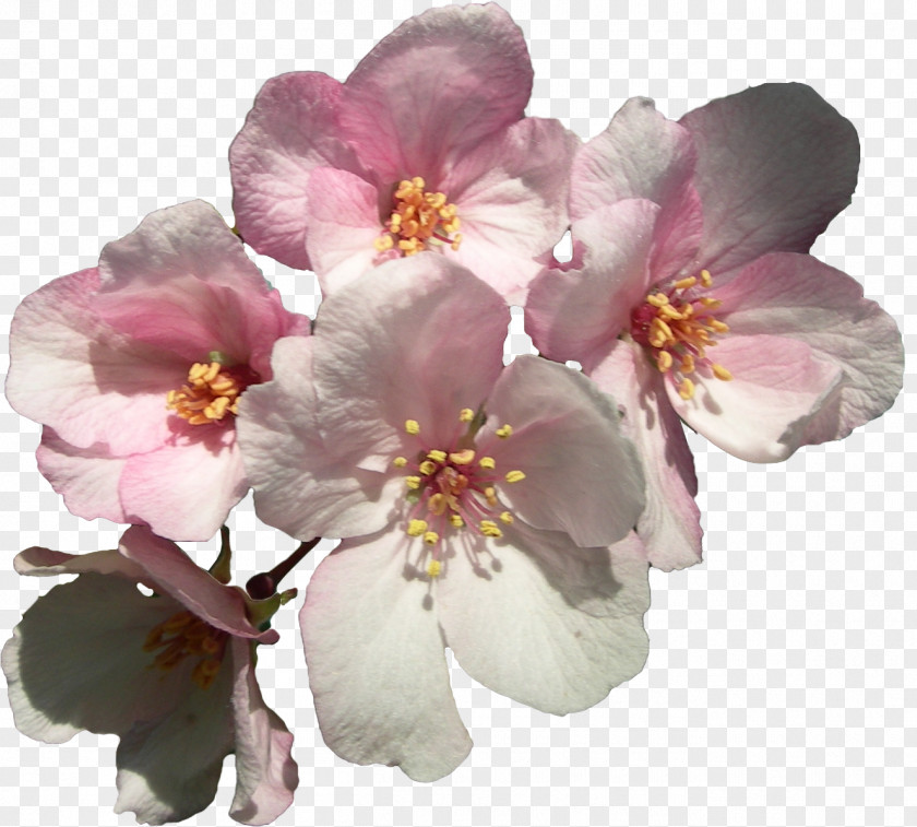 BLOSSOM Cerasus Flower Cherry Blossom Sweet Clip Art PNG