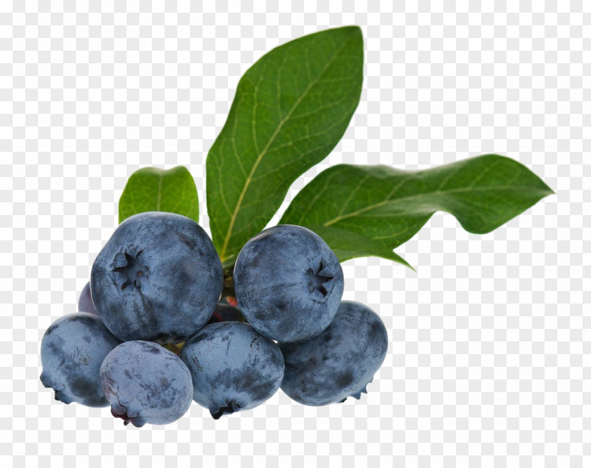 Blueberry Tea Bilberry Huckleberry Fruit PNG