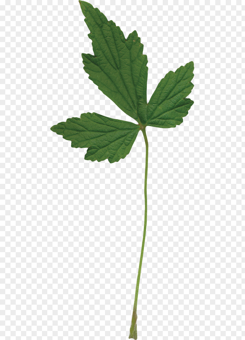 Green Leaves Leaf Hemp Plant Stem Tree Cannabis PNG