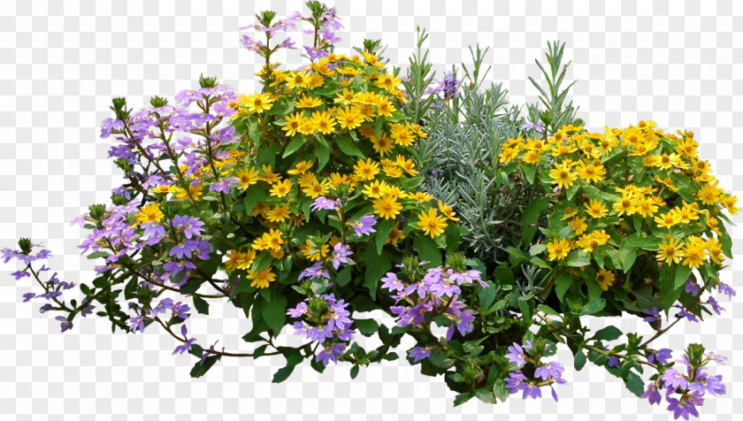Lavender Flower Plant Shrub PNG