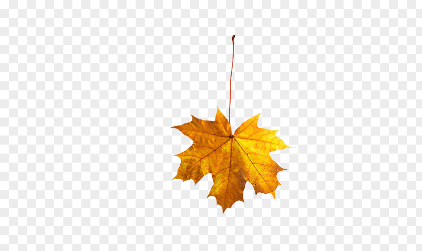 Leaves Maple Leaf Autumn PNG