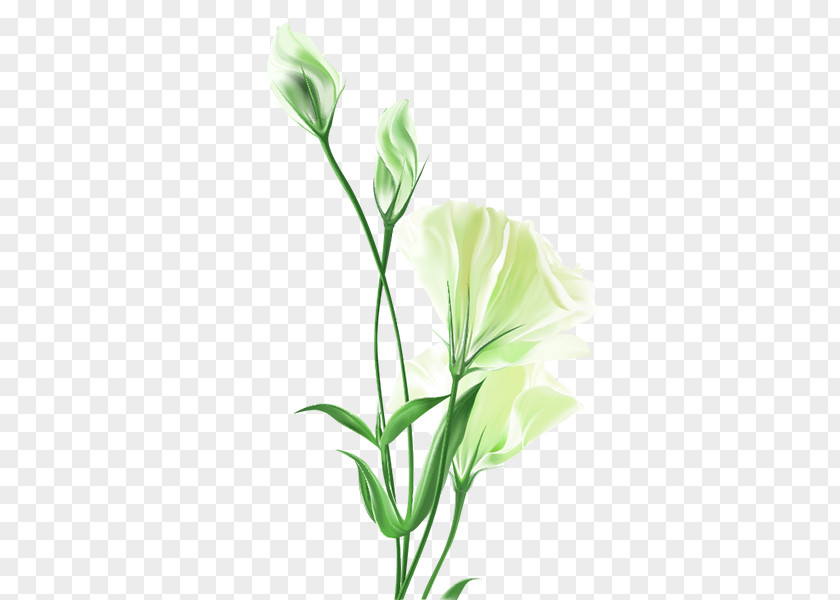 Lily White Flower Bouquet Painting PNG