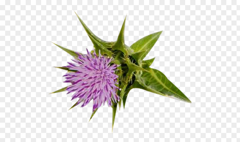Milk Thistle Leaf Picture Material Silibinin Stock Photography PNG