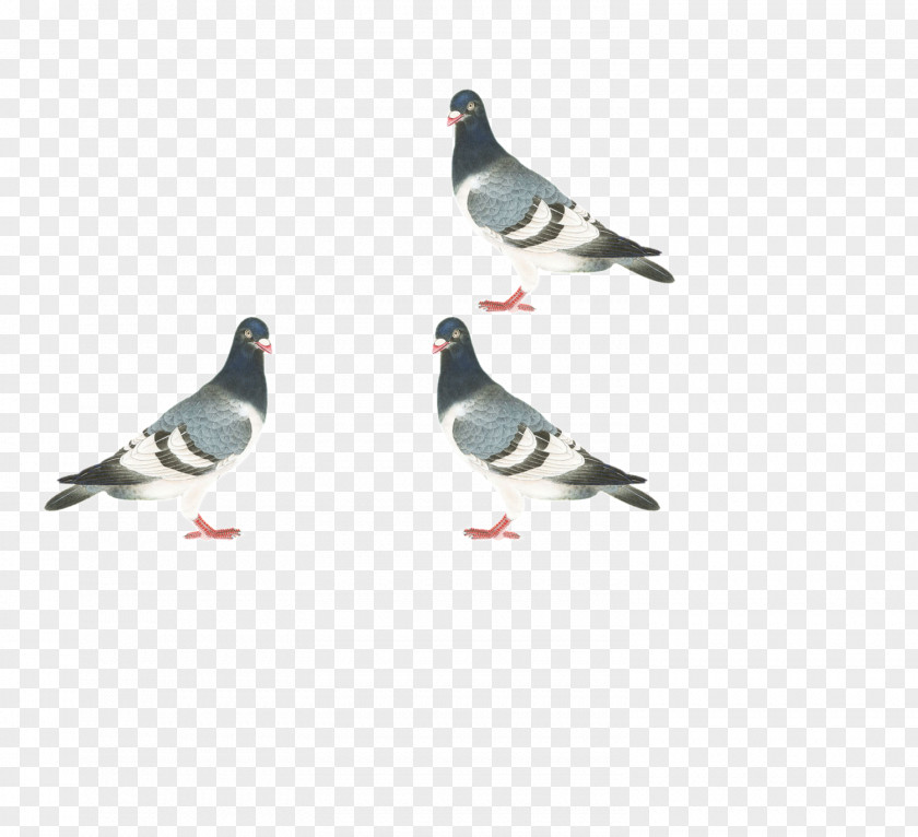 Pigeon Homing Stock Dove Columbidae Bird PNG