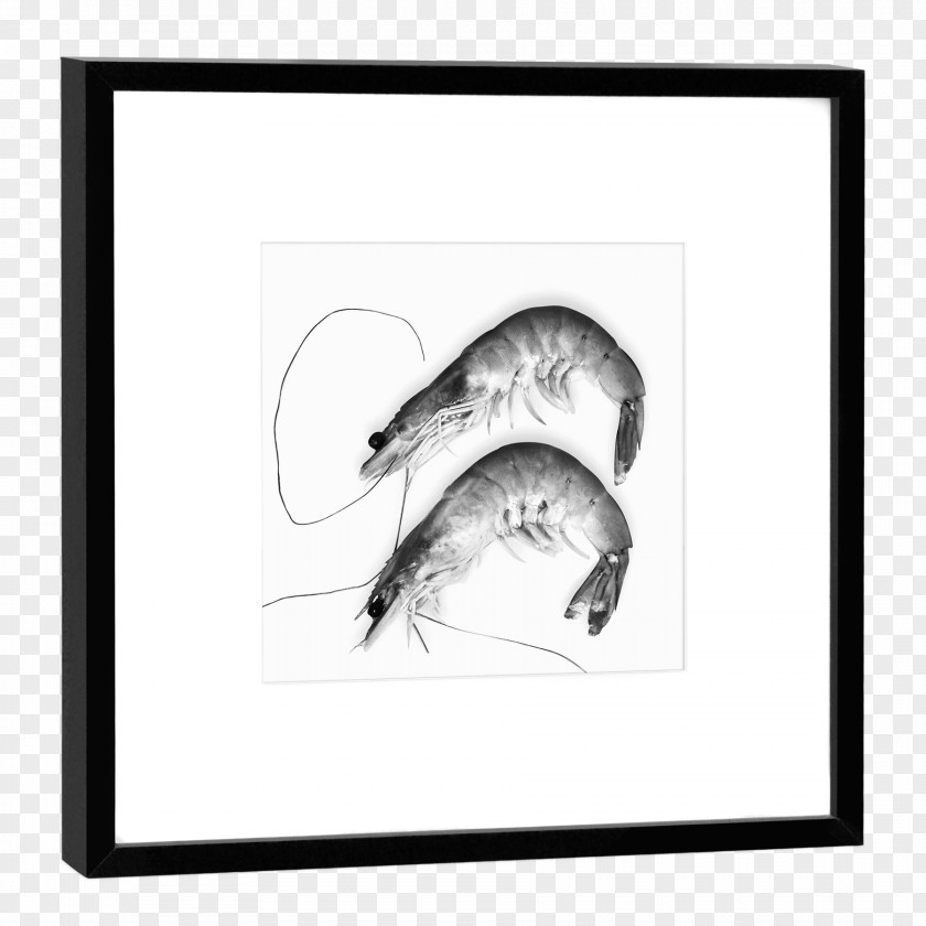 Prawn COGNOSCO Fotokunst & Design Mirror Picture Frames Glass PNG