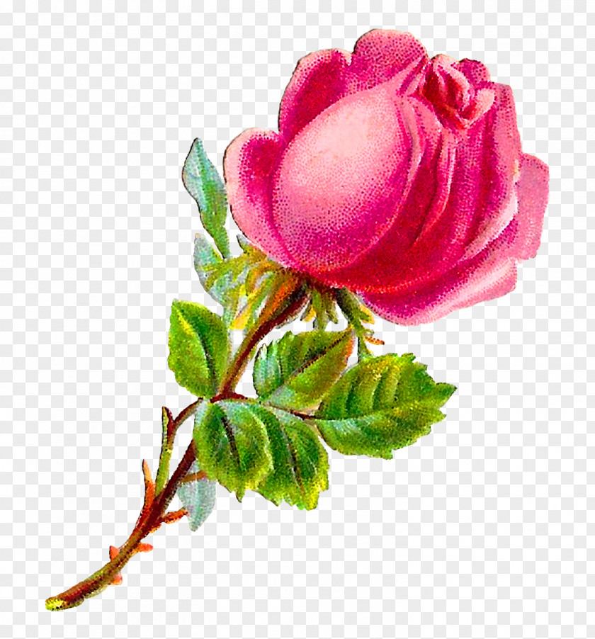 Shabby Chic Garden Roses Cabbage Rose Floribunda Pink Clip Art PNG