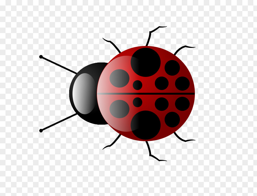 Bugs Insect Ladybird Drawing PNG