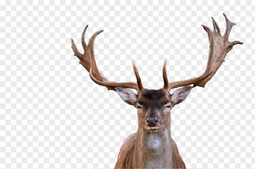 Deer Red Elk Antler PNG