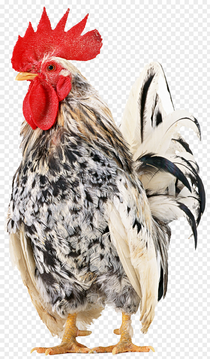 Fowl Pennant Rhode Island Red Silkie Leghorn Chicken Japanese Bantam Cochin PNG