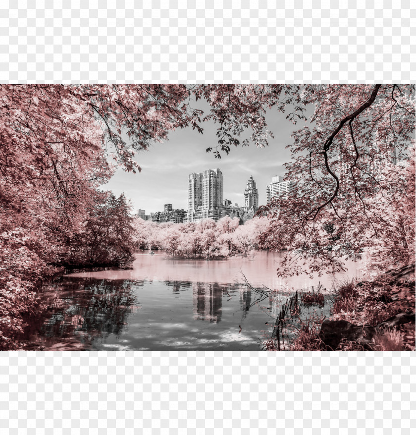 Frameless Painting Central Park Stock Photography Photographer PNG