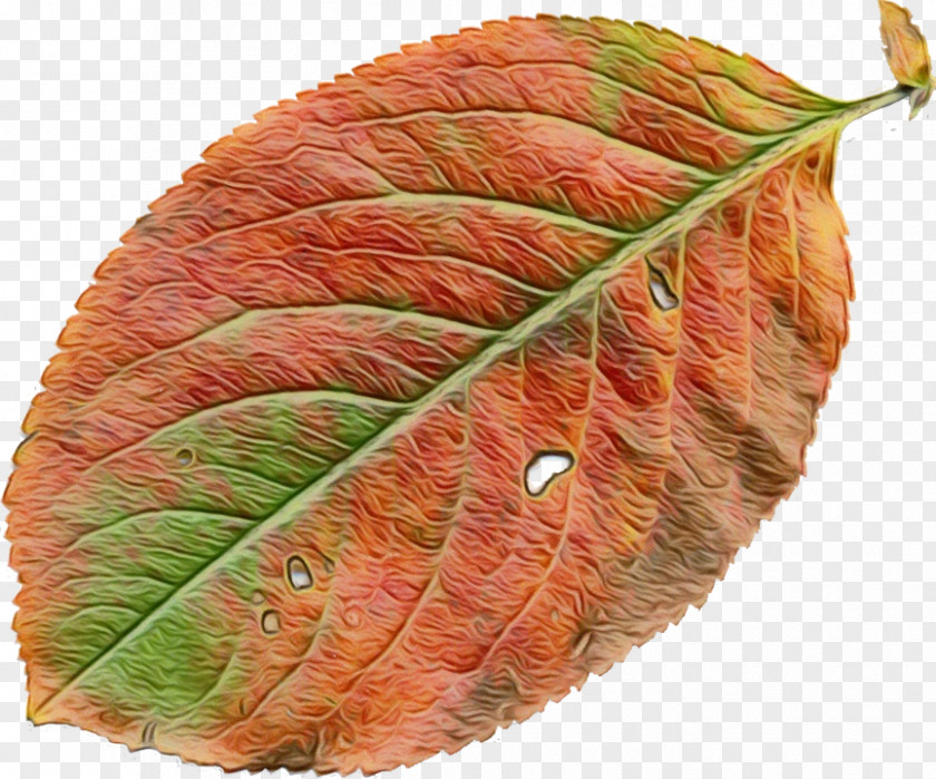 Leaf PNG