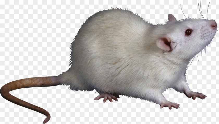 Mouse Rat Trap Rodent Cat PNG