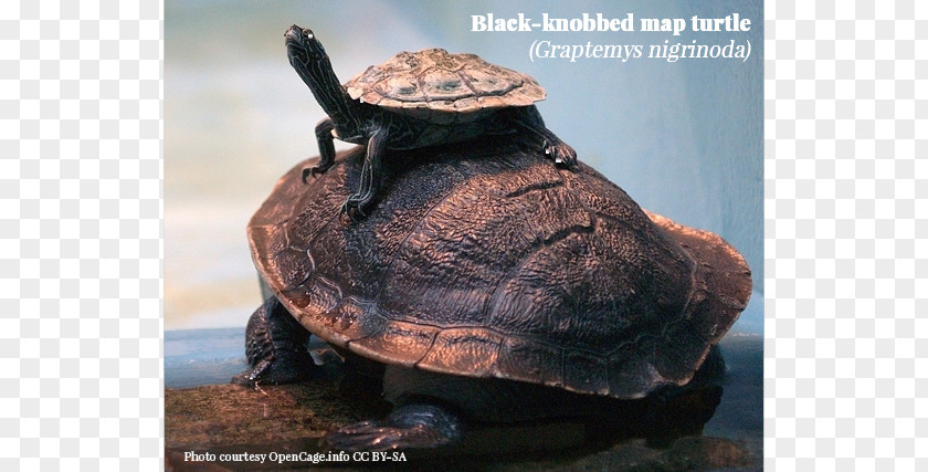 Turtle Box Turtles Horses Black-knobbed Map Japanese Pond PNG