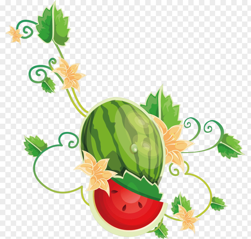 Anguria Button Watermelon Bougainvillea Spectabilis Clip Art Illustration PNG