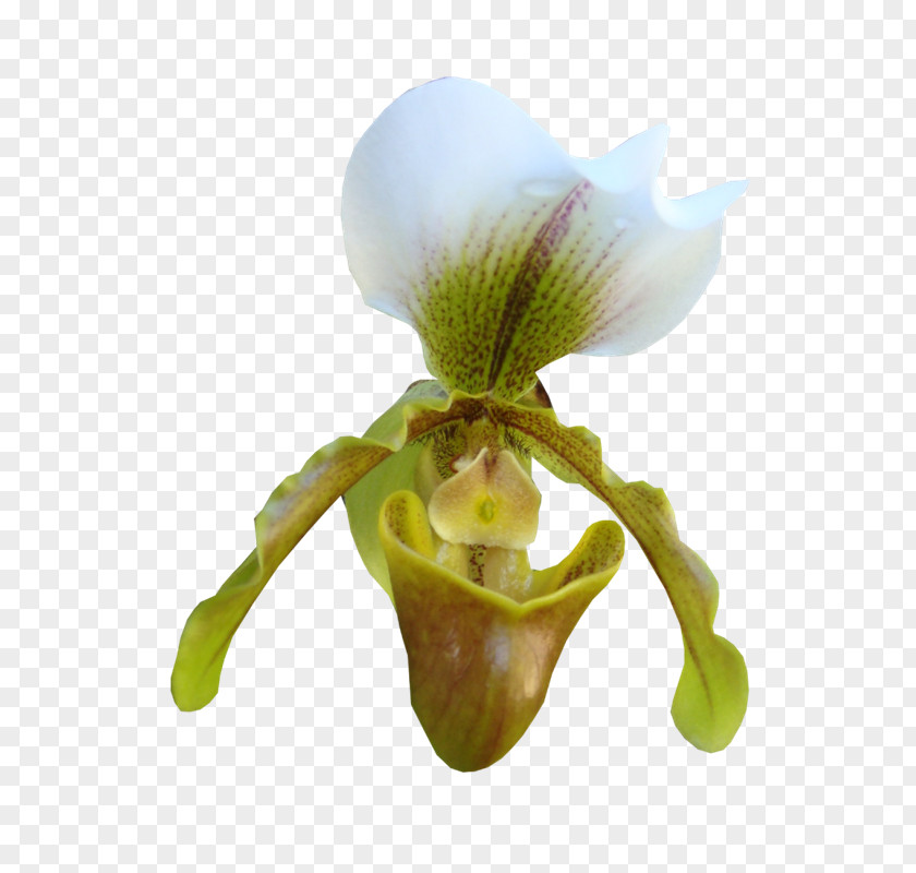 Flower Balloon Animals Teapot Cup Image Moth Orchids PNG