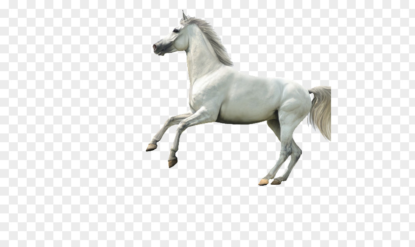 White Horse Jumping Arabian Highland Pony Stallion PNG