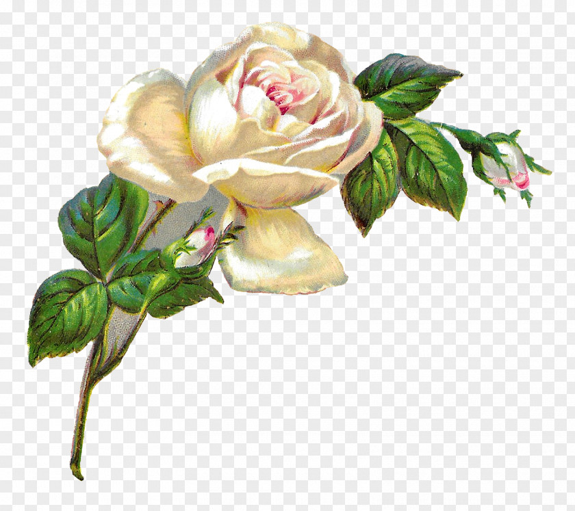 White Rose Centifolia Roses Vintage Roses: Beautiful Varieties For Home And Garden Flower Pink PNG