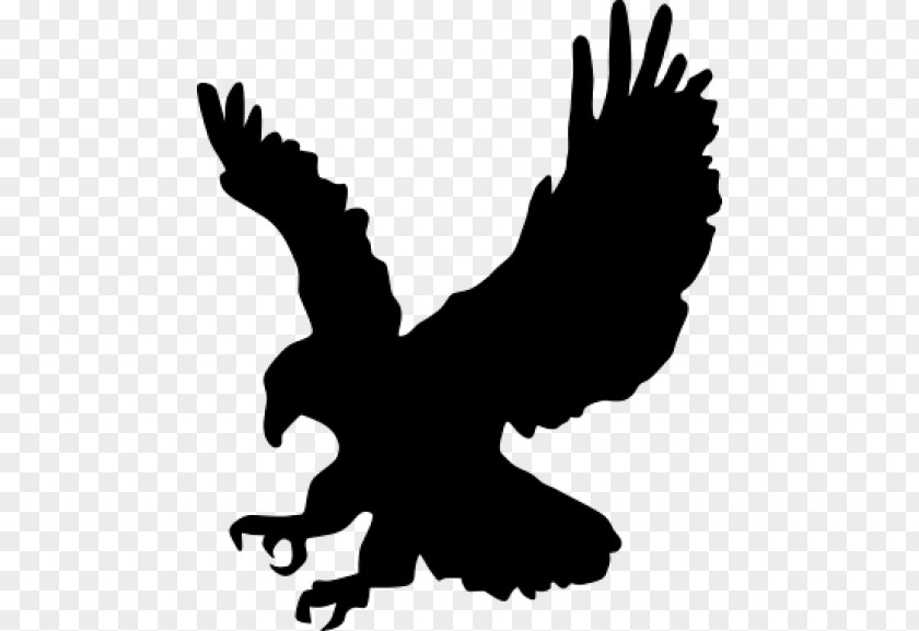 Bird Bald Eagle White-tailed Clip Art PNG
