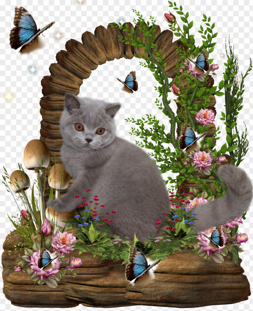 Kitten Art PNG