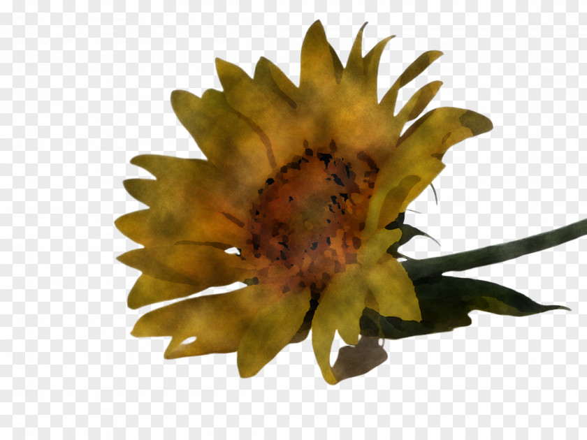 Plane Pollen Sunflower PNG