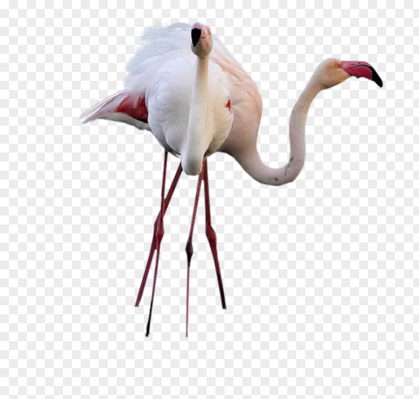 White Flamingo Bird Crane Common Ostrich High-definition Television Wallpaper PNG