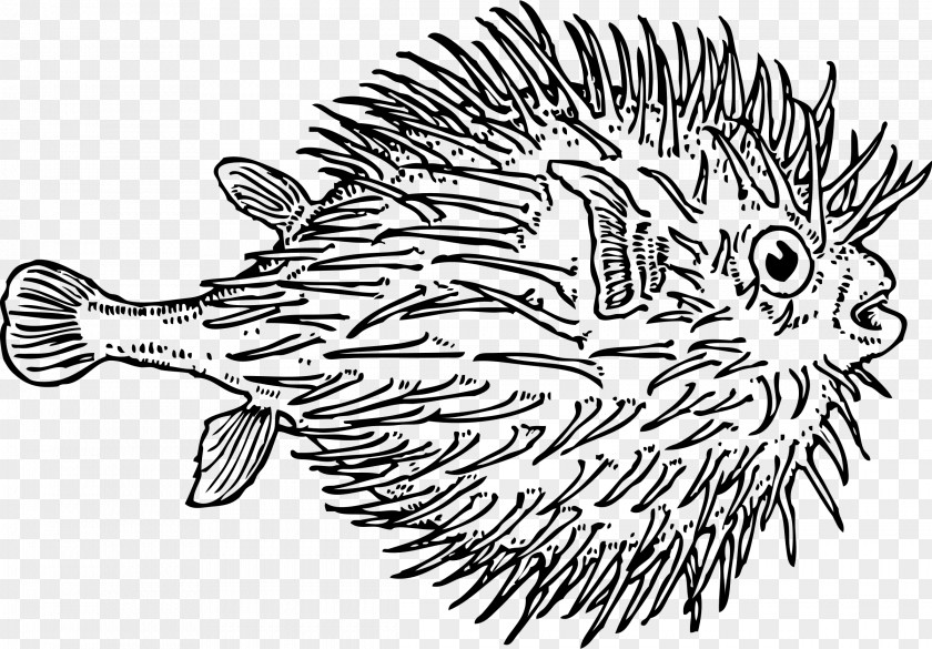 Fisch Pufferfish Drawing Clip Art PNG