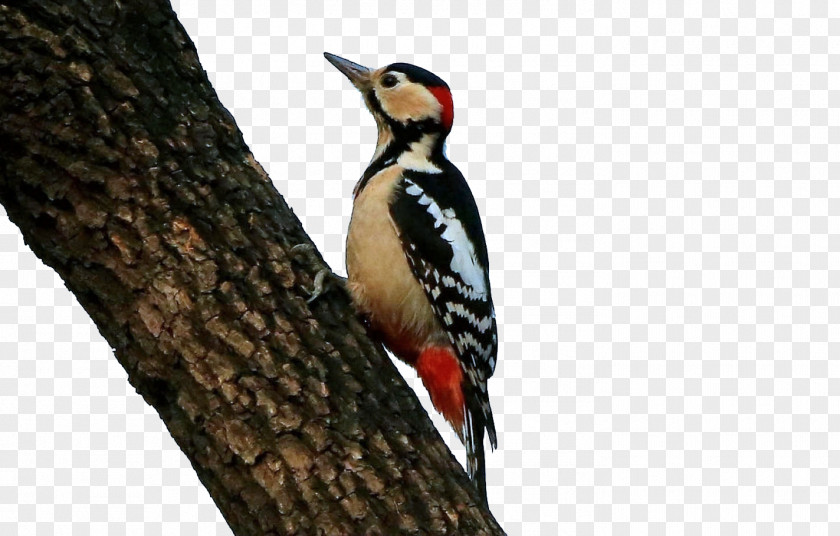 Persimmon Tree Woodpecker Bird Icon PNG