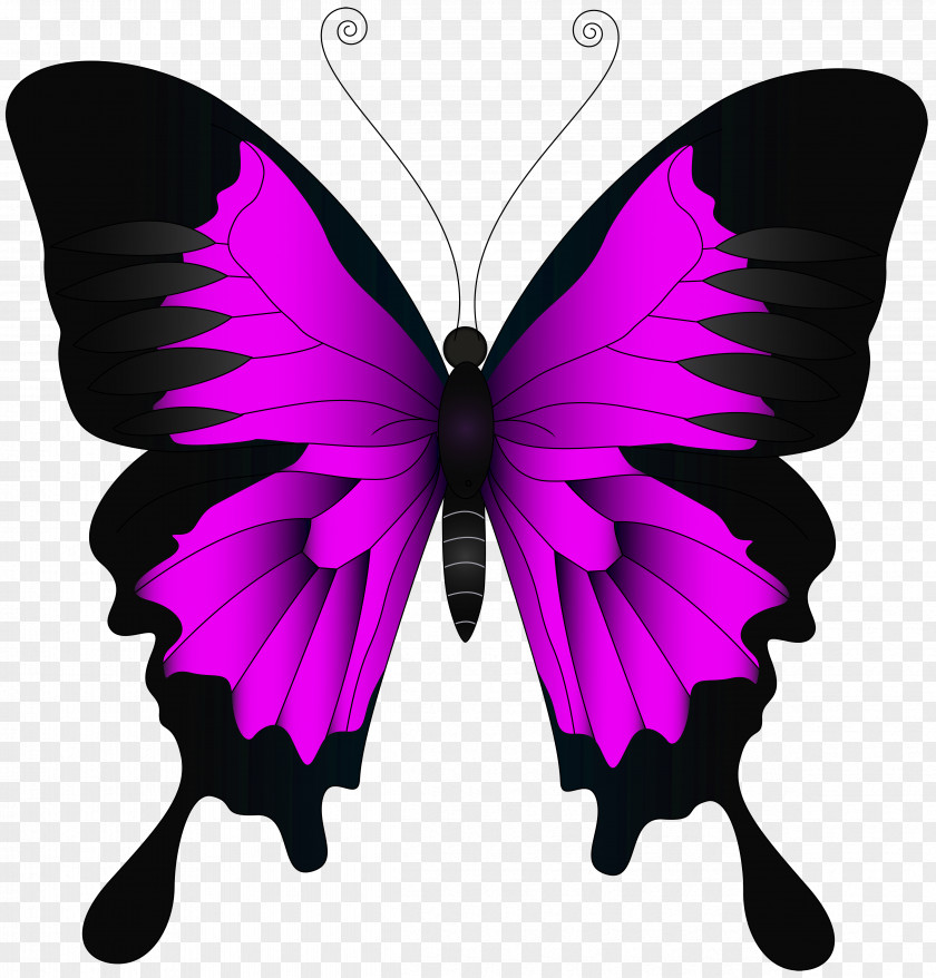 Pink Butterfly Clip Art Image Texture Paper Color PNG