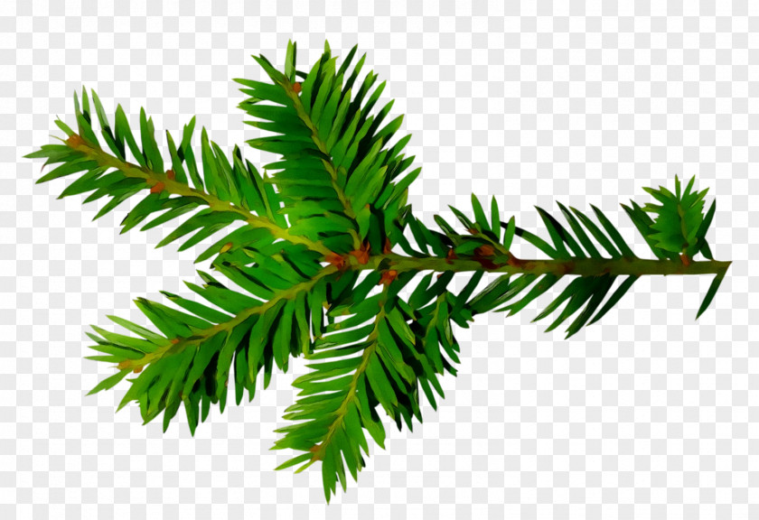 Spruce English Yew Fir Christmas Ornament Leaf PNG