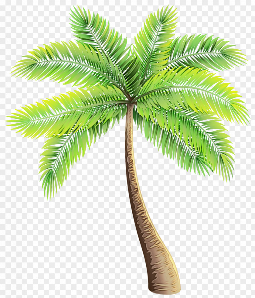 Coconut PNG